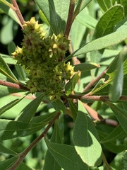 Myrica
