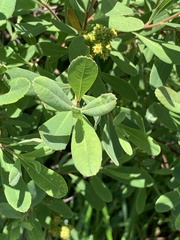 Myrica