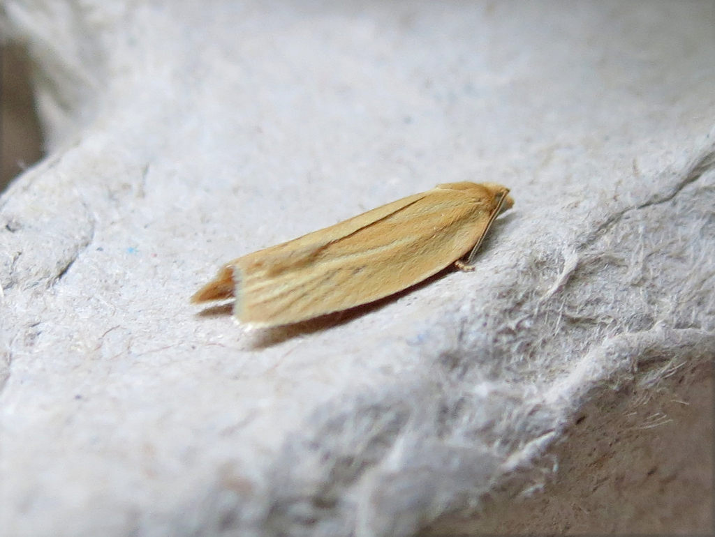 Clemens' Clepsis Moth