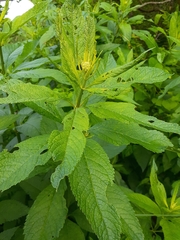 Media resource of Eutrochium maculatum