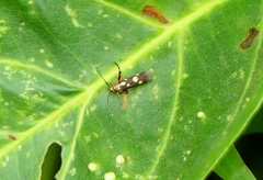 Eretmocera impactella