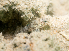 Gobius paganellus