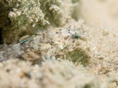 Gobius paganellus