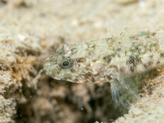 Gobius paganellus