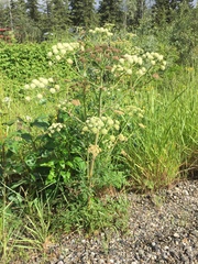 Cnidium cnidiifolium