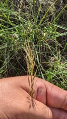 Helictochloa hookeri