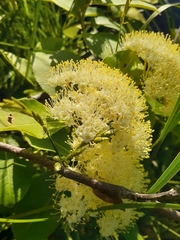 Viburnum cassinoides image