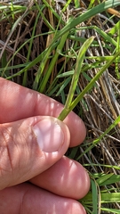 Helictochloa hookeri
