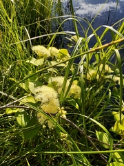 Viburnum cassinoides image