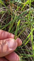 Helictochloa hookeri