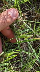 Helictochloa hookeri