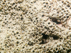 Sabellaria spinulosa