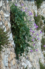 Convolvulus althaeoides