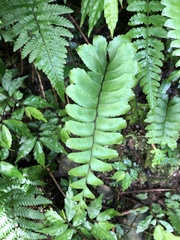 Hymenasplenium excisum