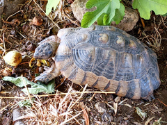 Testudo marginata