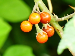Solanum violaceum