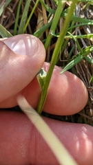 Helictochloa hookeri