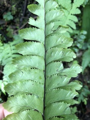 Hymenasplenium excisum