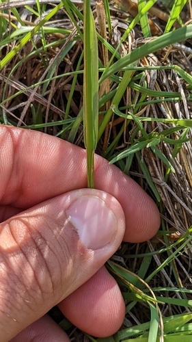 Image of Helictochloa hookeri by (c) Esben Kjaer, some rights reserved (CC BY)