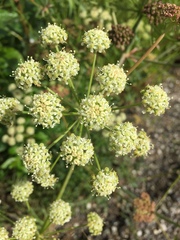 Cnidium cnidiifolium
