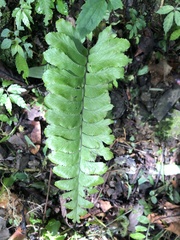 Hymenasplenium excisum