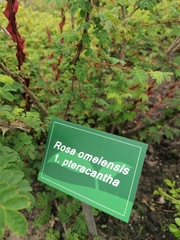 Rosa omeiensis