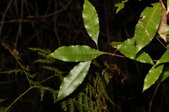 Schizomeria ovata