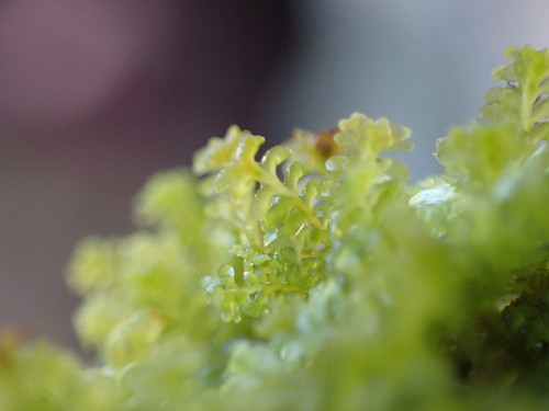 Image of Diplophyllum taxifolium by no rights reserved