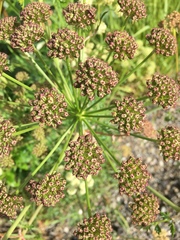 Cnidium cnidiifolium