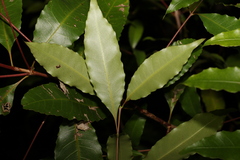 Schizomeria ovata