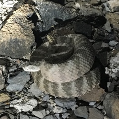 Crotalus tigris