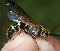 Xanthocampsomeris fulvohirta