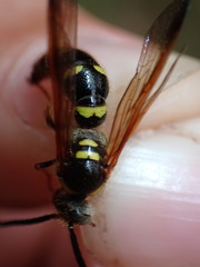 Xanthocampsomeris fulvohirta