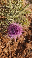 Onopordum macrocephalum