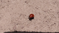 Leptinotarsa rubiginosa