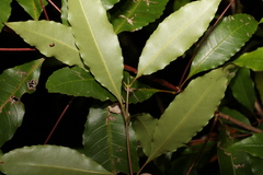 Schizomeria ovata