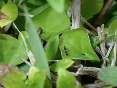 Nylanderia bourbonica