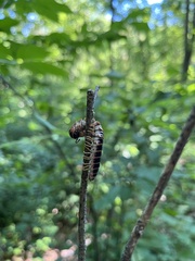 Arthrophaga myriapodina