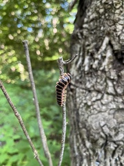 Arthrophaga myriapodina