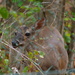 Acapulco White-tailed Deer - Photo (c) Erick Noe Tapia Banda, some rights reserved (CC BY-NC), uploaded by Erick Noe Tapia Banda