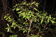 Schizomeria ovata