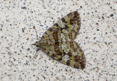 Hydriomena speciosata