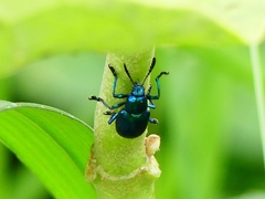 Platycorynus peregrinus