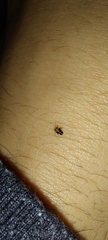 Hemiptera