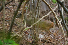 Odocoileus virginianus acapulcensis