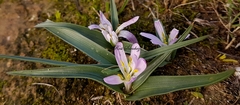Colchicum androcymbioides