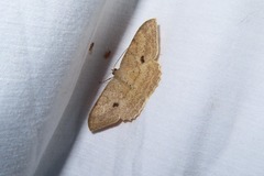 Luxiaria mitorrhaphes