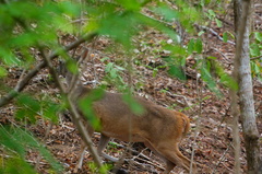 Odocoileus virginianus acapulcensis
