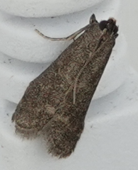 Eccopisa effractella