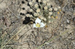Calochortus nuttallii